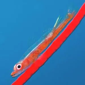 Large whip goby (Bryaninops amplus) with a parasitic copepod (with two trailing egg ribbons) perched on Red whip coral. Whale Rock. Fiabacet Islands, Misool, Raja Ampat, West Papua, Indonesia. Ceram Sea, Pacific Ocean Large whip goby (Bryaninops amplus) with a parasitic copepod (with two trailing egg ribbons) perched on Red whip coral. Whale Rock. Fiabacet Islands, Misool, Raja Ampat, West Papua, Indonesia. Ceram Sea, Pacific Ocean