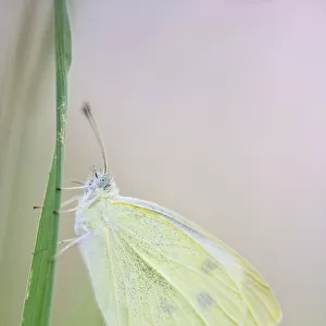 Large white butterfly (Pieris brassicae), Vallee de l Eure (Eure Valley), Eure-et-Loir