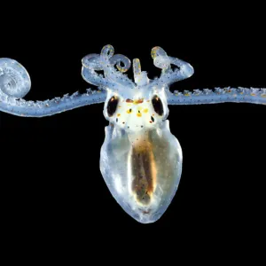 Larva of an Atlantic longarm octopus (Octopus defilippi) Atlantic Ocean off Cape Verde