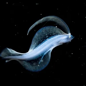 Larval flounder (possibly Laeops Kitahara) in the open ocean at night off Anilao, Philippines