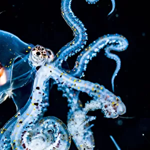 Larval Wonderpus octopus (Wunderpus photogenicus) drifting in the open ocean at night off Anilao