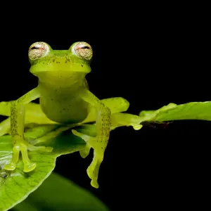 Las gralarias glass frog Print on leaf Las gralarias glass frog Print on leaf