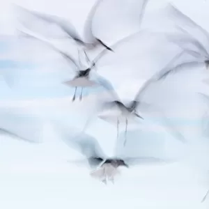 Laughing Gull (Larus atricilla) flock in flight, Sisal, Yucatan Peninsula, Mexico