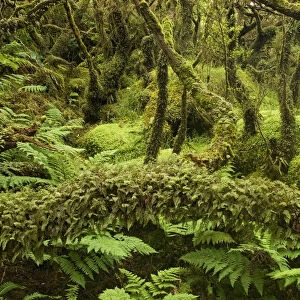 Laurisilva Forest, trees covered in lichen / moss at Terceira Island, Azores, August 2011