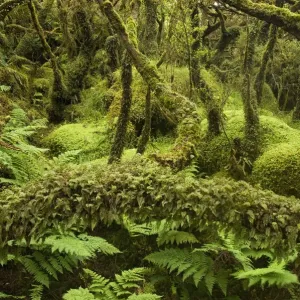 Laurisilva Forest Print Laurisilva Forest Print