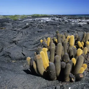 Lava Cactus (Brachycereus nesioticus), growing in lava field, coast of Fernandina