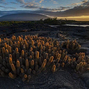 Lava cactus (Brachycereus nesioticus) growing on bare lava, Fernandina Island, Galapagos