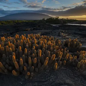 Lava cactus Print on Fernandina Island, Galapagos Lava cactus Print on Fernandina Island, Galapagos