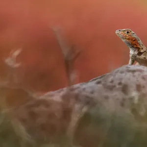 Lava Lizard (Microlophus grayi) female perched on a rock. Floreana Island, Galapagos Islands Lava Lizard (Microlophus grayi) female perched on a rock. Floreana Island, Galapagos Islands