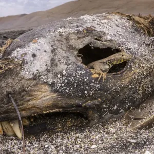 Le lézard de lave (Microlophus peruvianus) juvénile regardant à travers l'œil d'un phoque mort. Le lézard de lave (Microlophus peruvianus) juvénile regardant à travers l'œil d'un phoque mort.