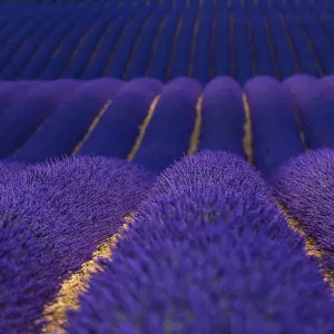 Lavender (Lavandula angustifolia) fields, Valensole Plateau, Alpes Haute Provence