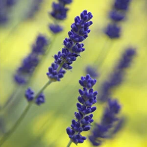 Lavender {Lavandula angustifolia} growing against a background of yellow, UK