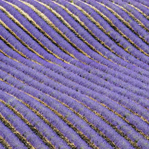Lavender (Lavandula sp) field, aerial view, near Greoux-les-Bains