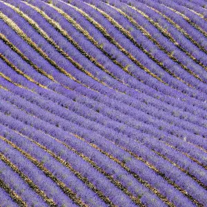 Lavender Field Print, Aerial View Lavender Field Print, Aerial View