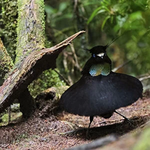 Lawess parotia (Parotia lawesii) male displaying. Papua New Guinea