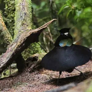 Lawess Parotia Print: Male Displaying in Papua New Guinea Lawess Parotia Print: Male Displaying in Papua New Guinea