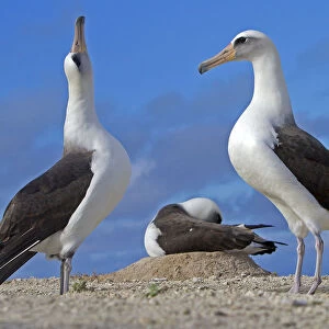 Laysan albatross (Phoebastria immutabilis), courtship ritual, Eastern island, Midway
