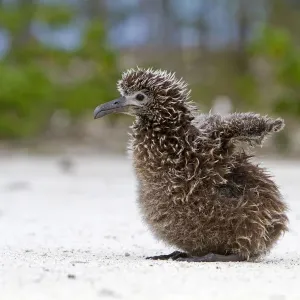 Laysan albatross (Phoebastria immutabilis), chick, Eastern island, Midway Atoll National Laysan albatross (Phoebastria immutabilis), chick, Eastern island, Midway Atoll National