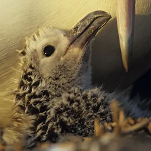 Laysan albatross (Phoebastria immutabilis) chick in the nest