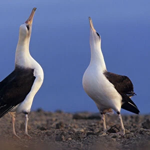 Laysan albatross (Phoebastria immutabilis) pair skypointing as part of the courtship