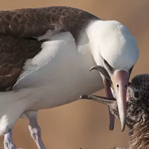 Laysan albatross (Phoebastria immutabilis) feeding chick