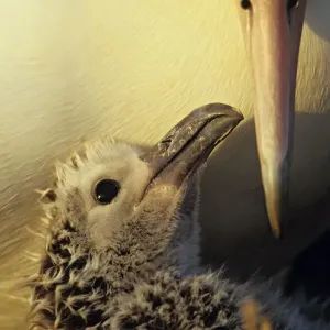 Albatros de Laysan (Phoebastria immutabilis) en la puesta. Albatros de Laysan (Phoebastria immutabilis) en la puesta.