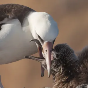 Laysan albatross (Phoebastria immutabilis) feeding chick Laysan albatross (Phoebastria immutabilis) feeding chick