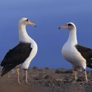 Laysan albatross (Phoebastria immutabilis) pair about to skypoint as part of Laysan albatross (Phoebastria immutabilis) pair about to skypoint as part of