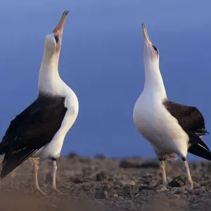 Laysan albatross (Phoebastria immutabilis) pair skypointing as part of the courtship Laysan albatross (Phoebastria immutabilis) pair skypointing as part of the courtship