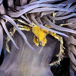 Leachs spider crab (Inachus phalangium) sheltering beneath the stinging tentacles of