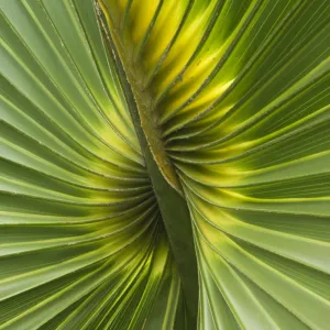 Detail of leaf of Cabbage Palmetto (Sabal palmetto) Sanibel Island, Florida, USA