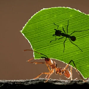 Leaf cutter ant (Atta sp) female worker carrying leaf to nest, with a smaller minor