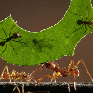 Leaf cutter ants carrying leaf, Print Leaf cutter ants carrying leaf, Print
