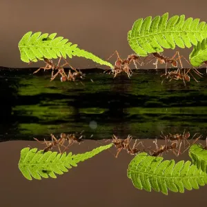 Leaf cutter ants carrying fern, reflected in water print
