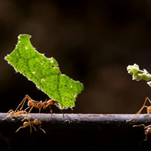 Leaf cutter ants (Atta sp) carrying plant matter, Costa Rica
