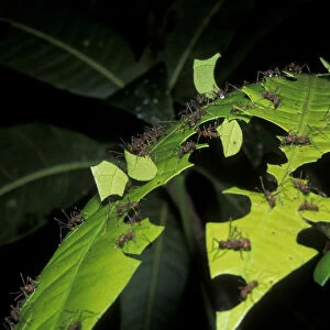 Leaf cutting ants (Atta cephalotes) cutting pieces of leaf, rainforest habitat, Costa