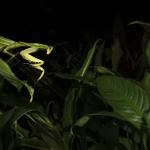 Leaf mantis (Choeradodis sp. ) Tortuguero National Park, Costa Rica