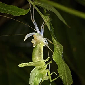 Leaf mimic bush cricket or katydid (unknown species, family Tettigoniidae)