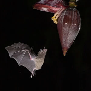 Leaf-nosed bat (Phyllostomidae sp) flying towards Banana (Musa sp) flower to feed