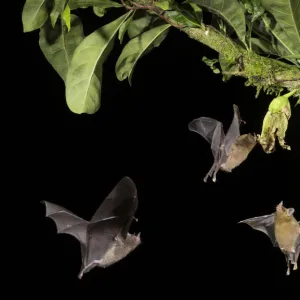 Leaf-nosed bat (Phyllostomidae sp), three nectaring on flower. Costa Rica