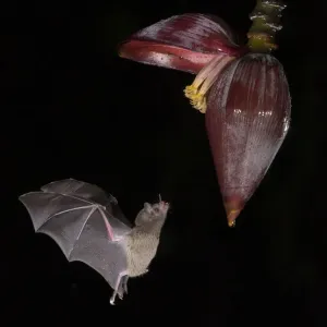 Leaf-nosed bat Print: In-flight towards Banana flower Leaf-nosed bat Print: In-flight towards Banana flower
