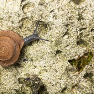 Leaf snail (Gittenbergeria turriplana) Algarve, Portugal