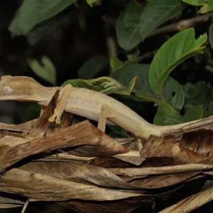Madagascar Leaf Tailed Gecko Print