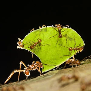 Leafcutter ant (Atta cephalotes) carrying pieces of leaves, Costa Rica