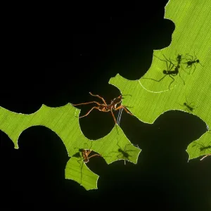 Leafcutter Ants Harvesting Banana Leaf Print
