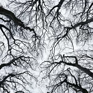 Leafless tree canopy silhouetted in winter. Gannochy, Scotland, February