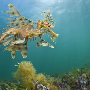 A Leafy Seadragon (Phycodurus eques), photographed from below. Wool Bay Jetty, Edithburgh