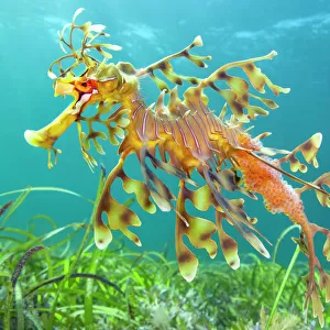 Leafy seadragon (Phycodurus eques) male carrying eggs, swims over seagrass meadow