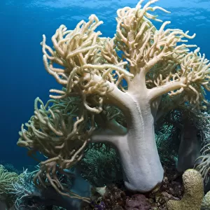 Leather Coral (Sinularia flexibilis). Komodo National Park, Indonesia