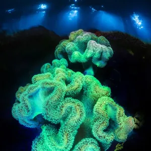 Leather Coral Print under Blue Light Leather Coral Print under Blue Light